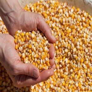 maize seed