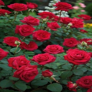 Roses