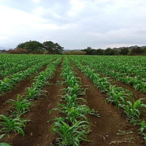 Agro-Forestry
