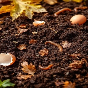vermicompost
