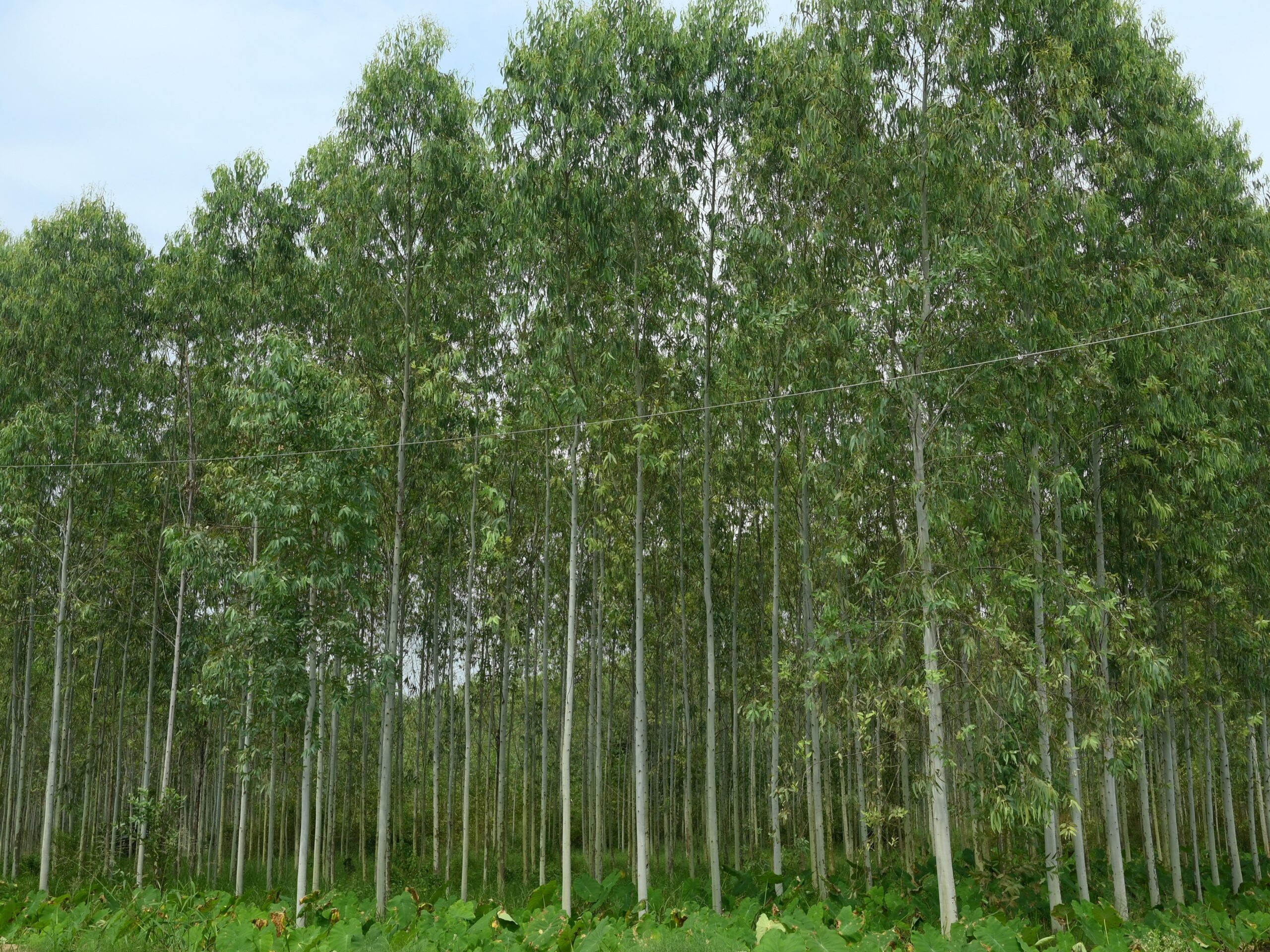 Wood