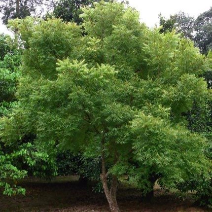 neem tree