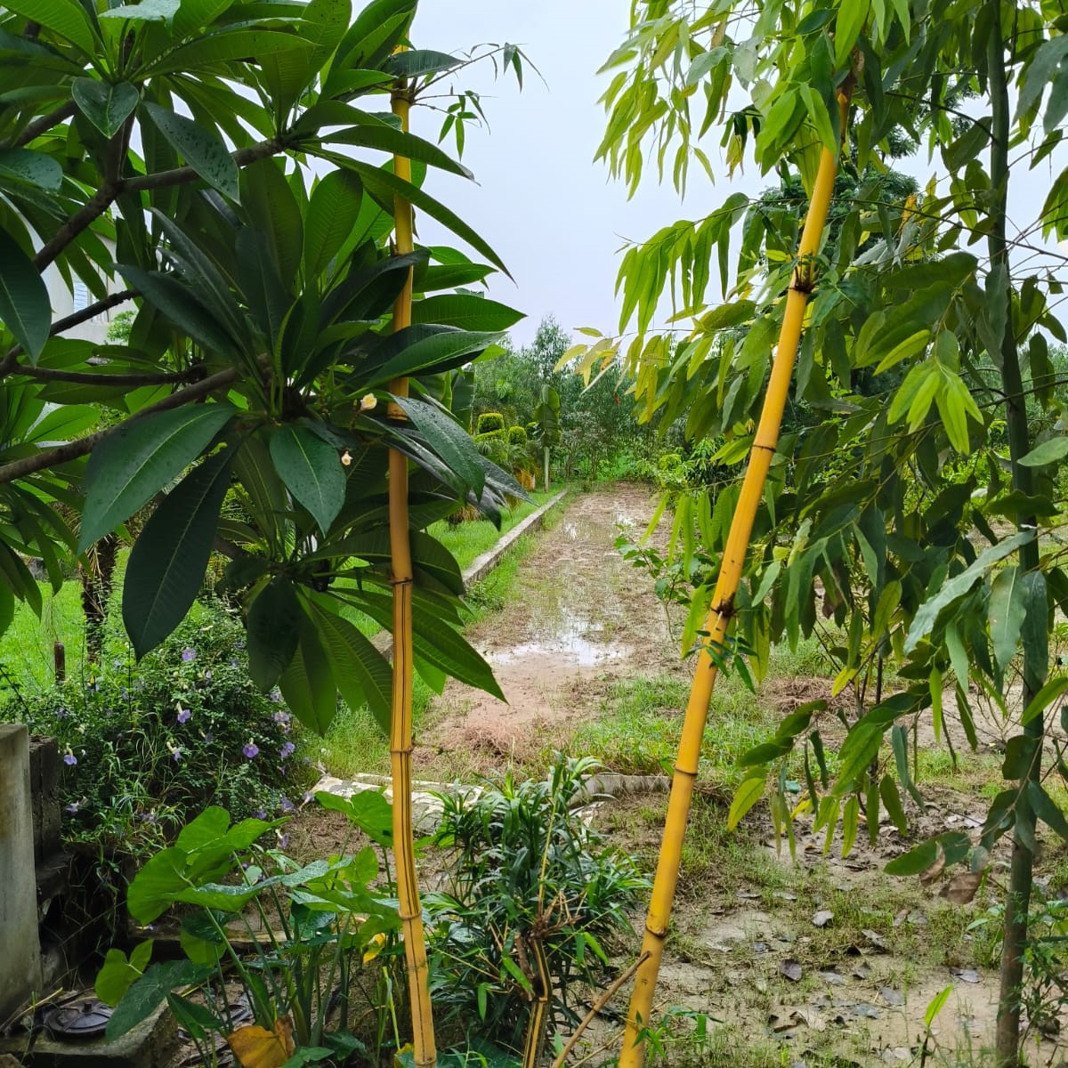 bamboo