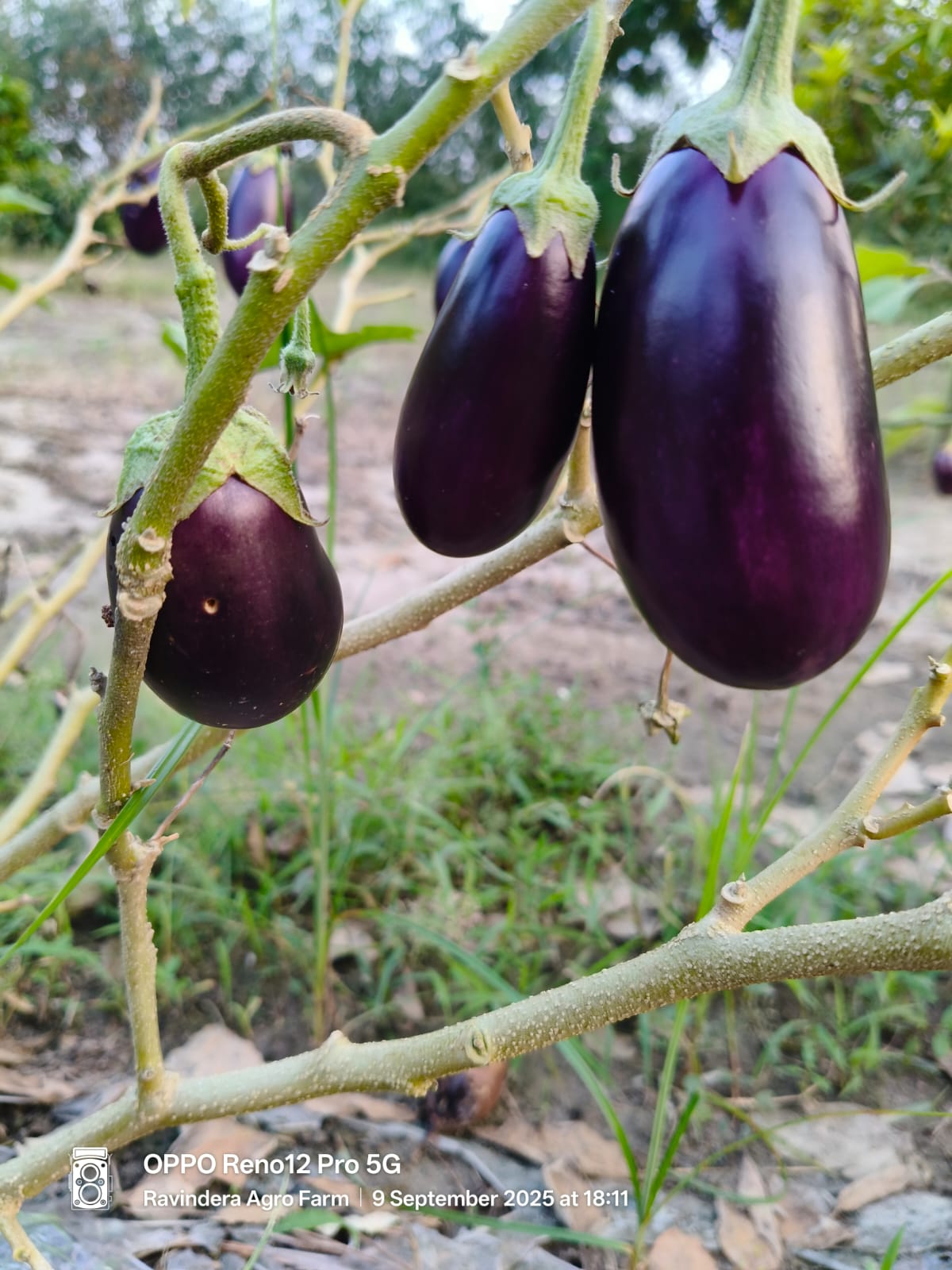 vegetebles