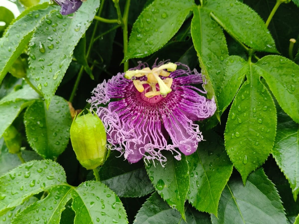flower