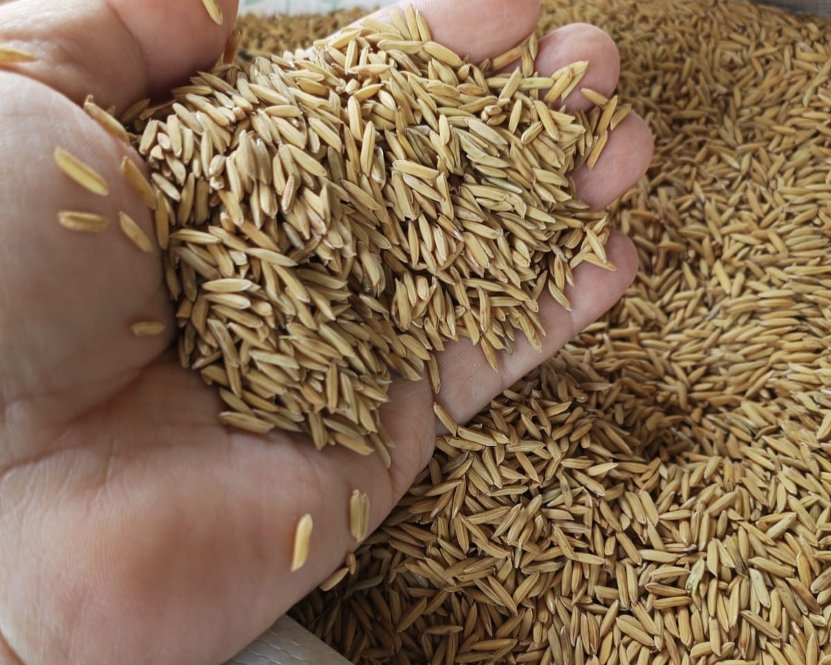 seeds