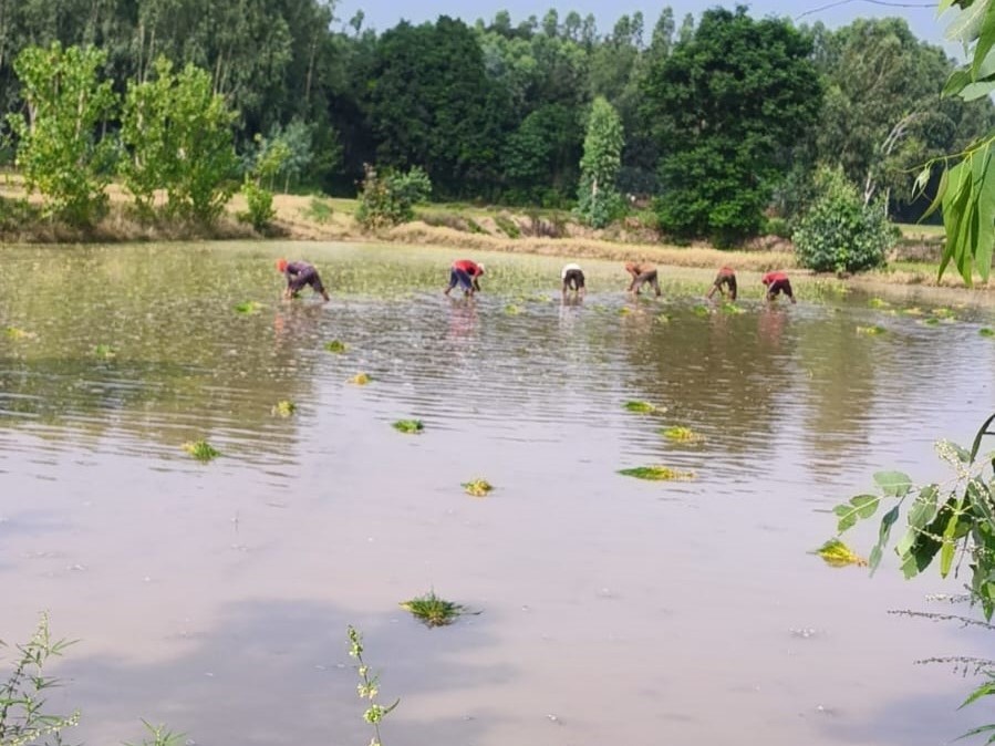 rice sowing