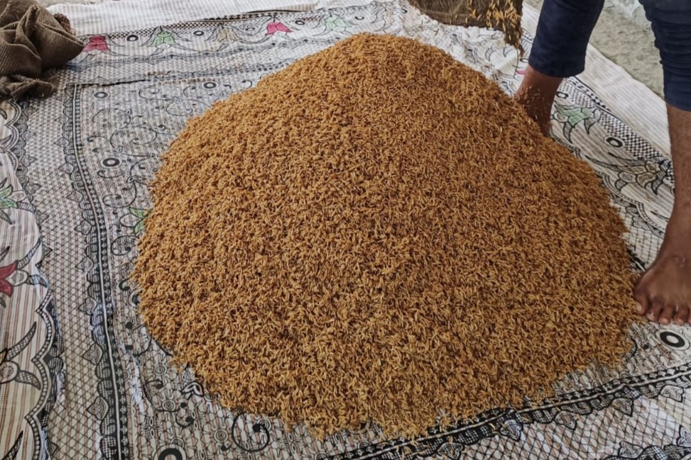 paddy seed